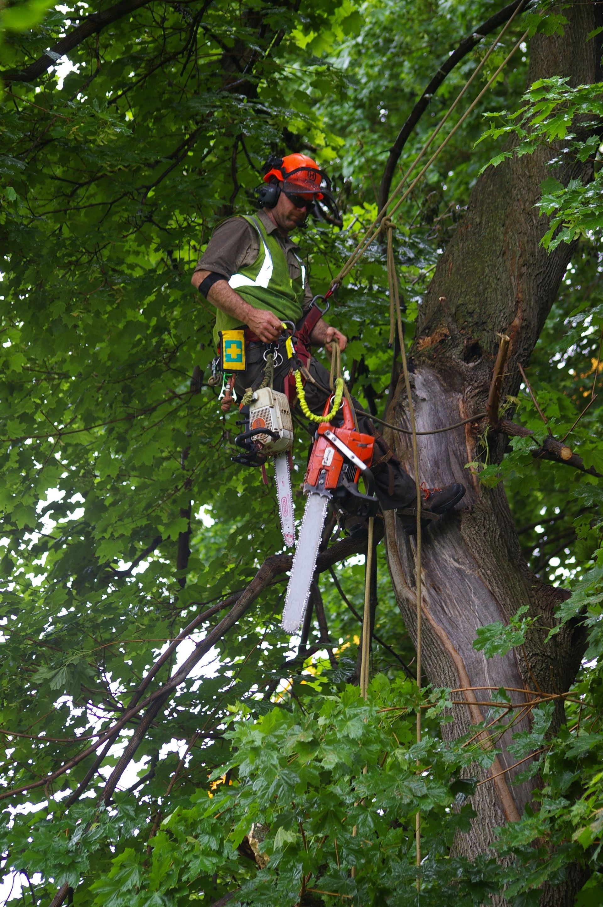 Tree Trimming/Pruning
