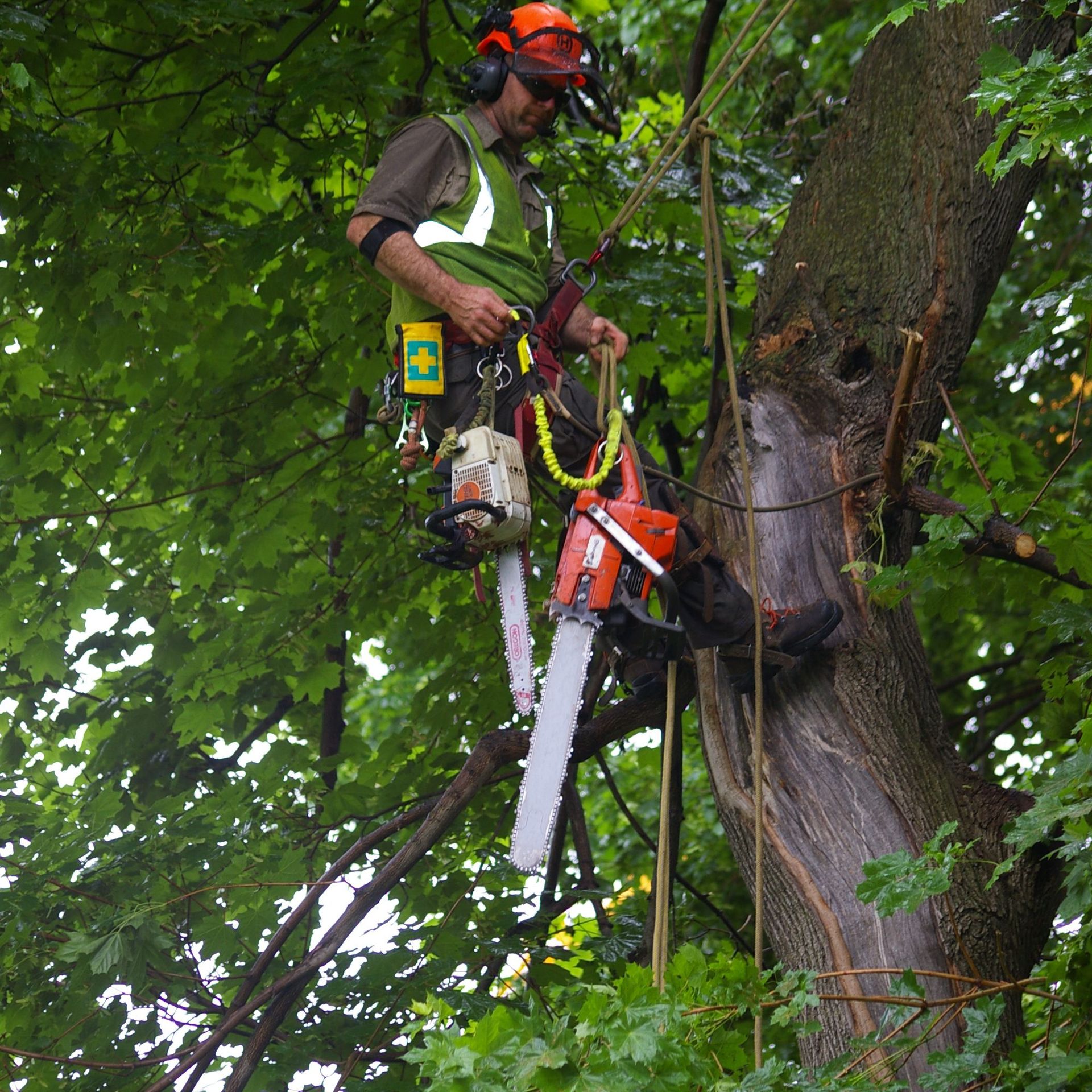Favreau Forestry gallery photo 7