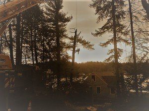 Favreau Forestry gallery photo 18