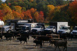 Favreau Forestry gallery photo 3