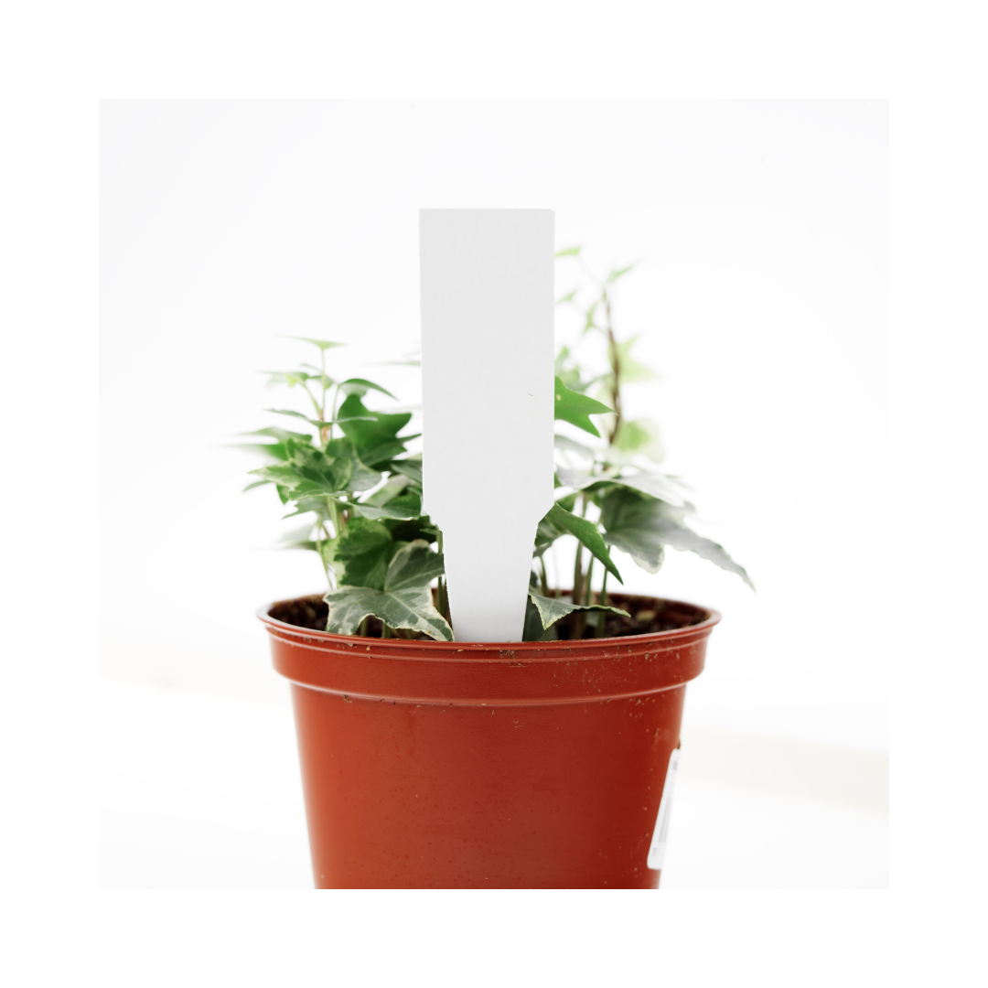 A plant in a pot with a white tag attached to it.