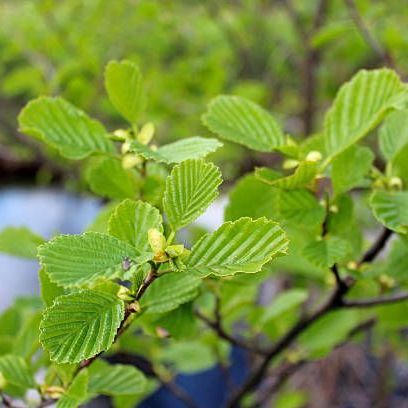 A close up of a tree branch with green leaves and yellow flowers.