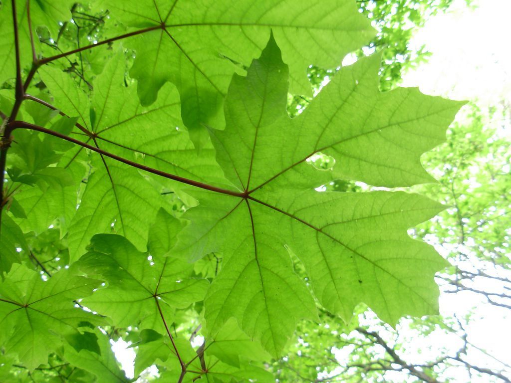 A close up of a maple leaf on a tree branch