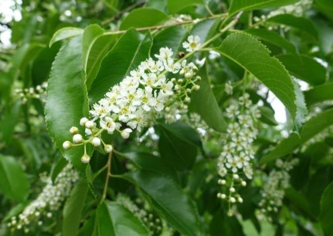A close up of a tree branch with white flowers and green leaves.