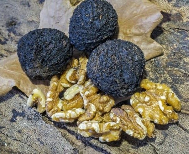 black walnut nuts