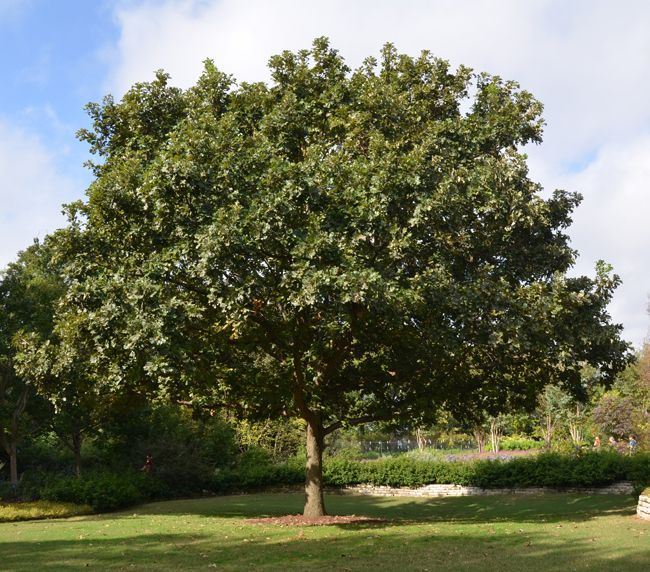 A large tree in the middle of a grassy field