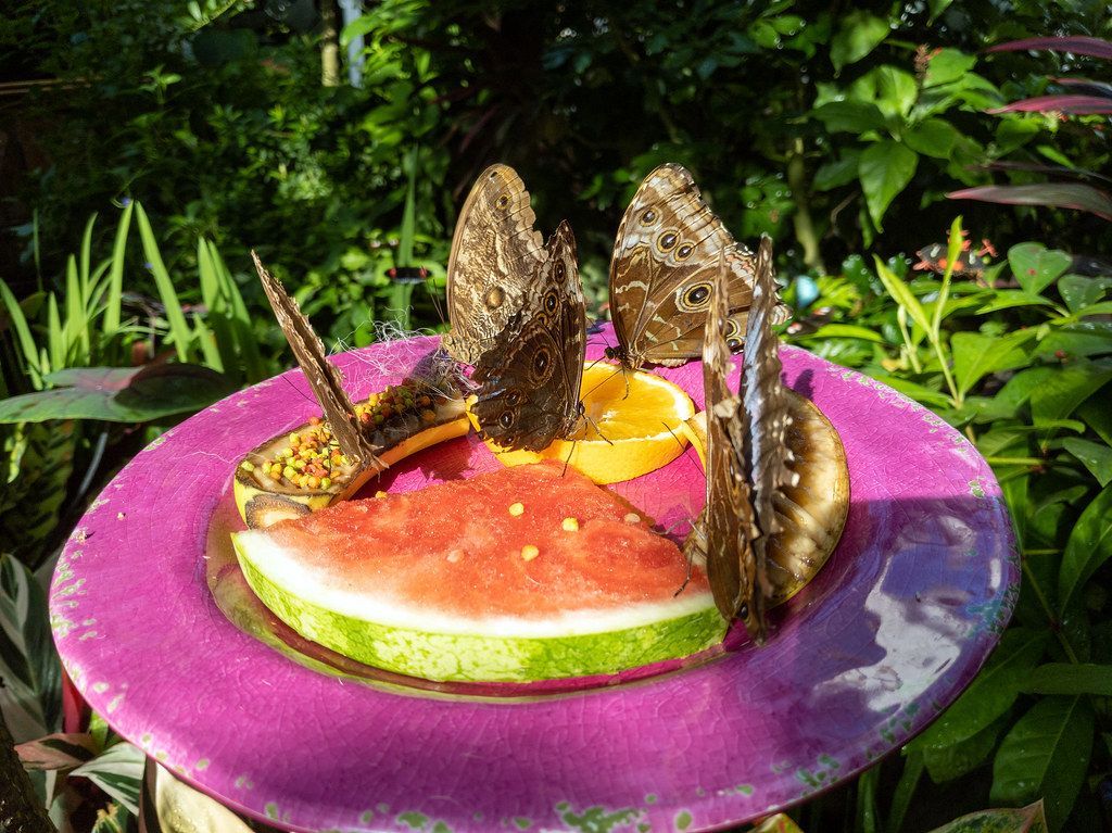 butterfly puddle station with watermelon