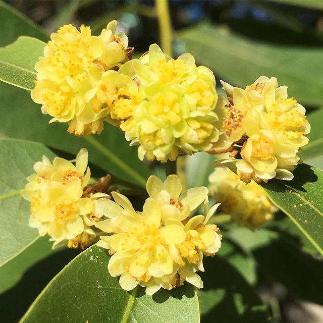 A bunch of yellow flowers are growing on a plant