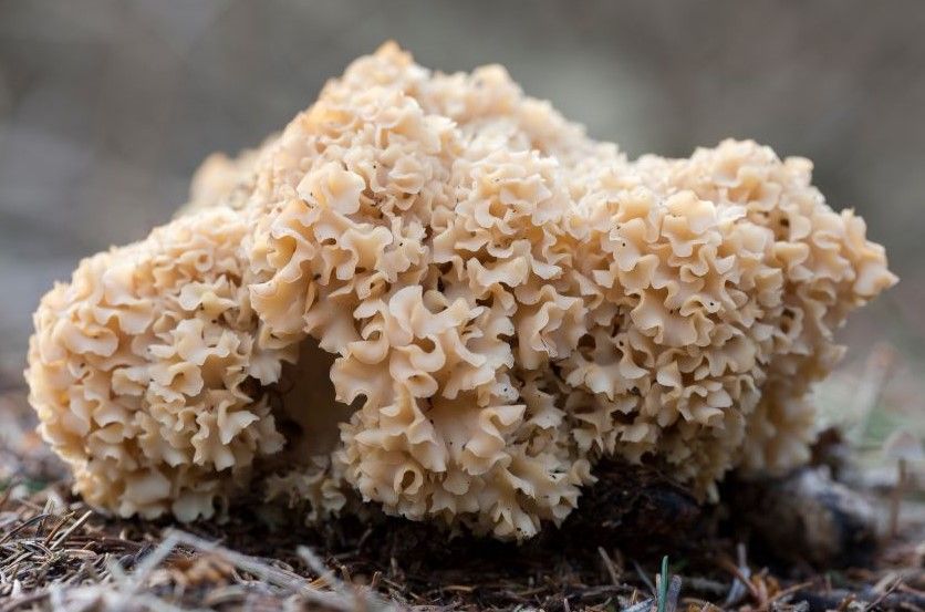 cauliflower mushroom