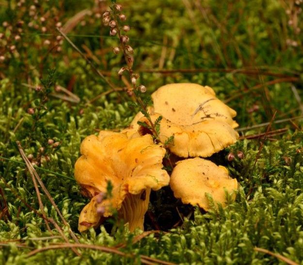 chanterelle mushroom