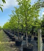 container-grown tree planting