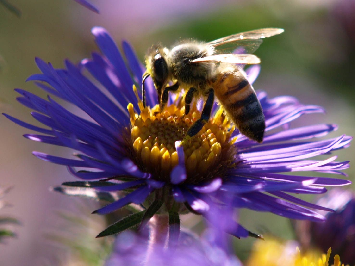 bee on a purple flower