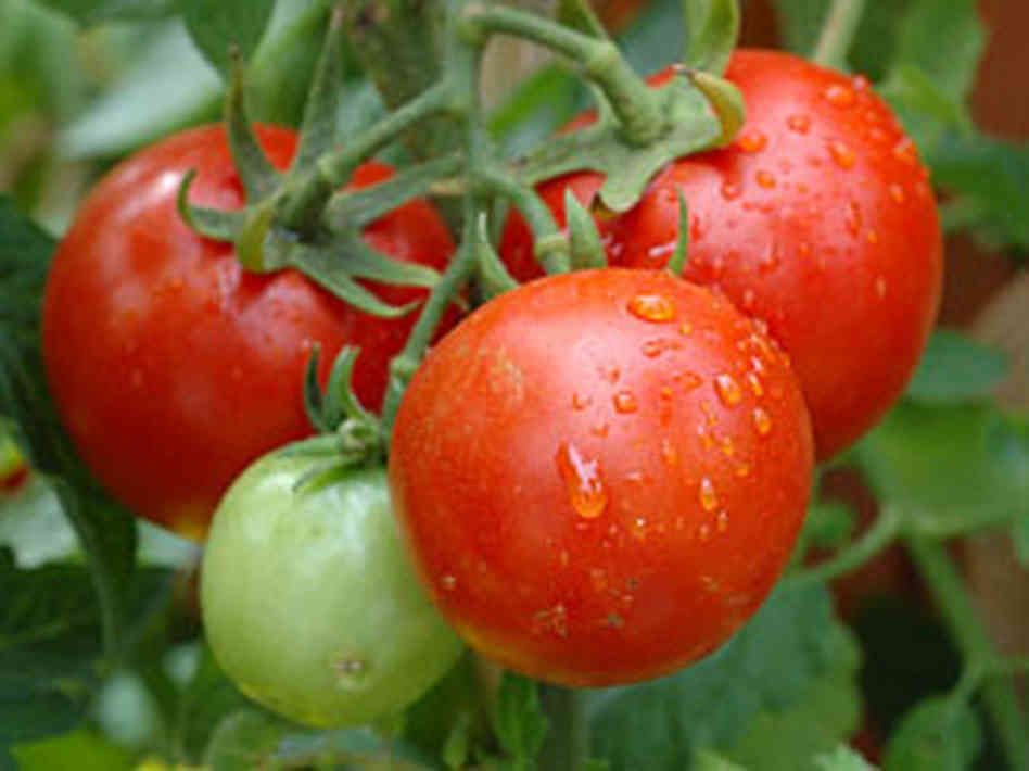 Red garden tomatoes hanging on a vine