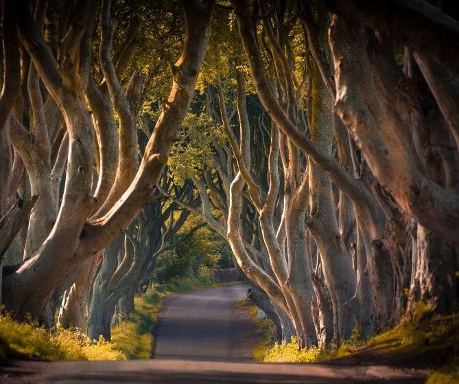 A road lined with trees on both sides of it