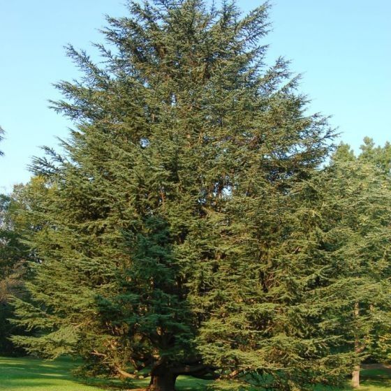 A large pine tree is surrounded by other trees in a park.