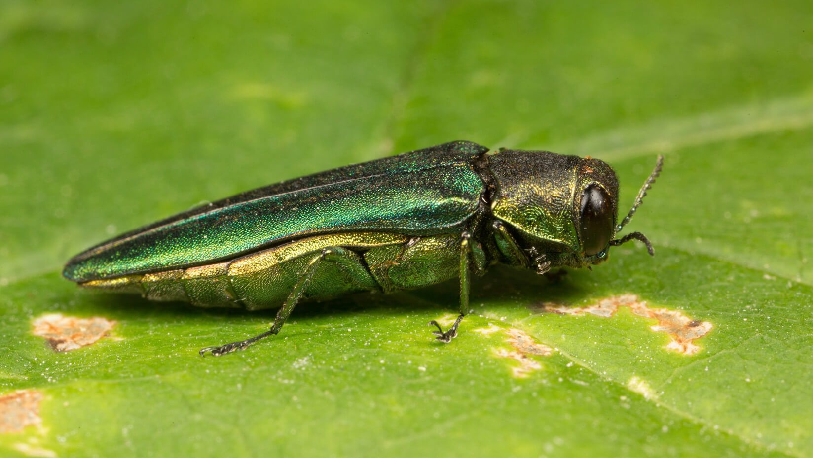 emerald ash borer on a leaf