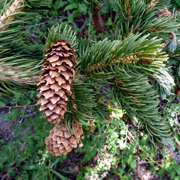 A close up of a pine cone on a tree branch.