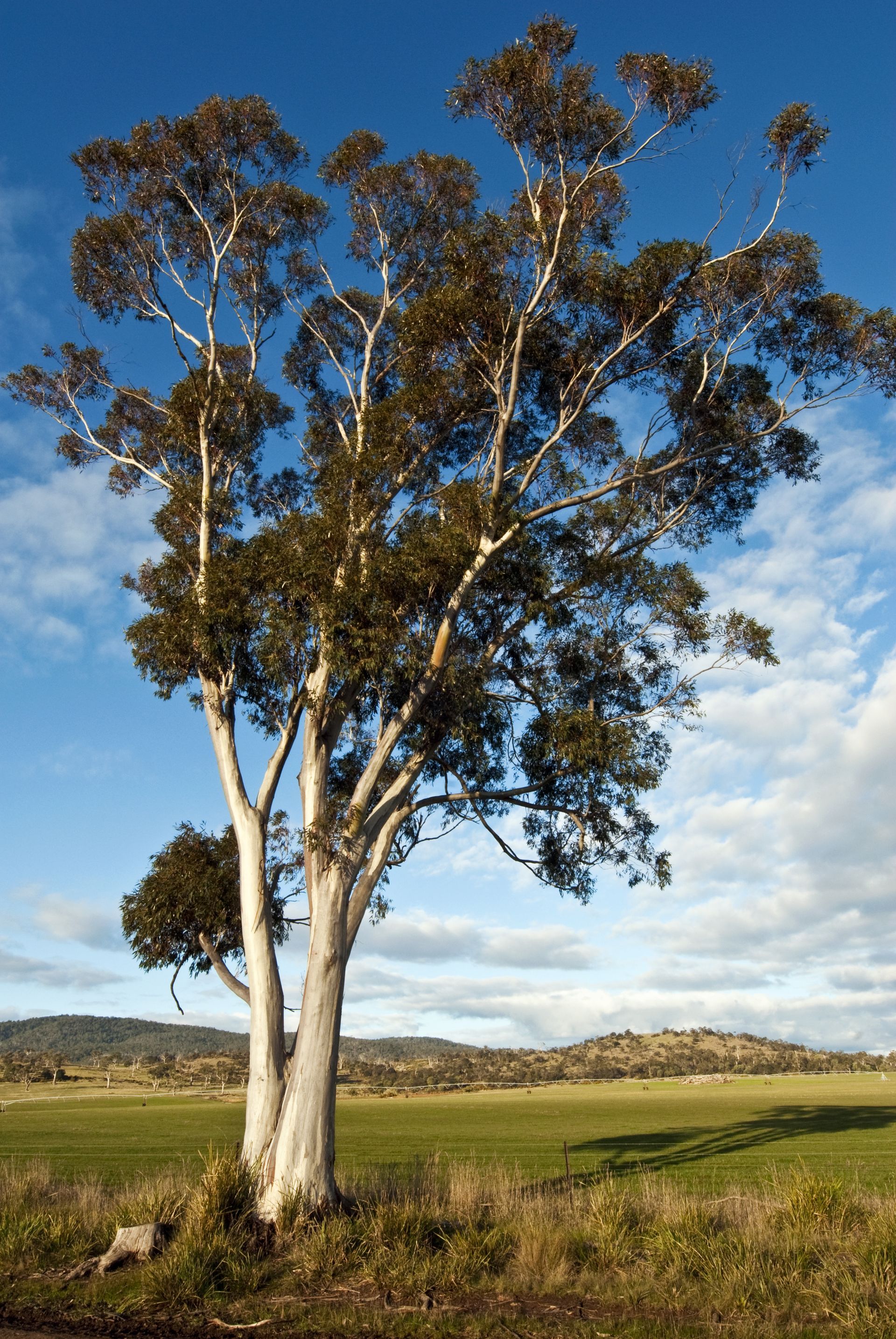 A tree in a field with a blue sky in the background