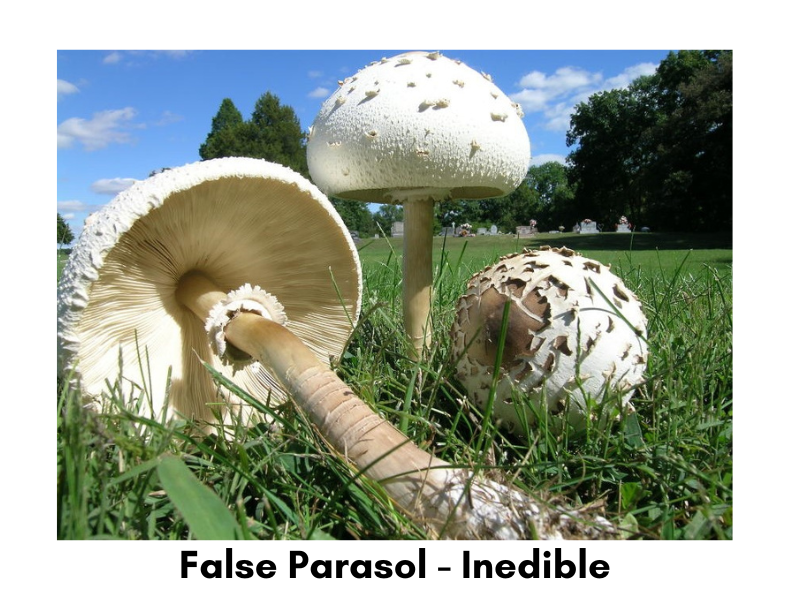 false parasol