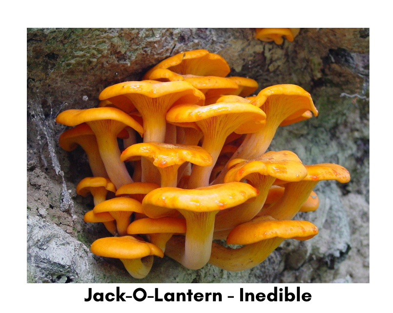 jack o lantern mushroom