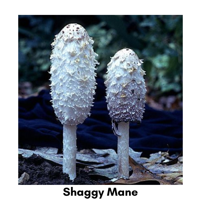 shaggy mane mushroom
