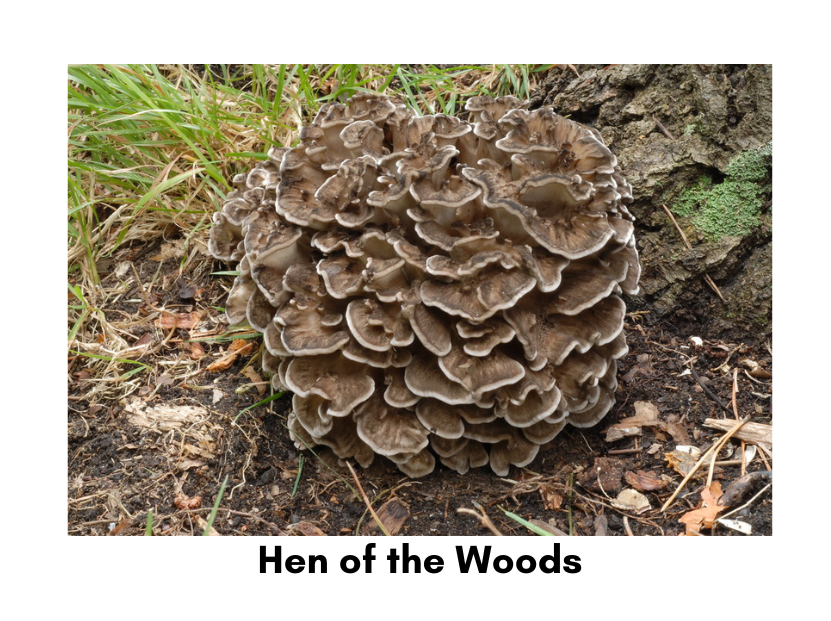 hen of the woods mushroom