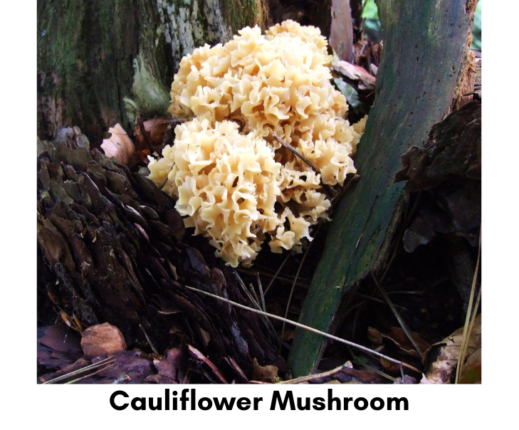 cauliflower mushroom