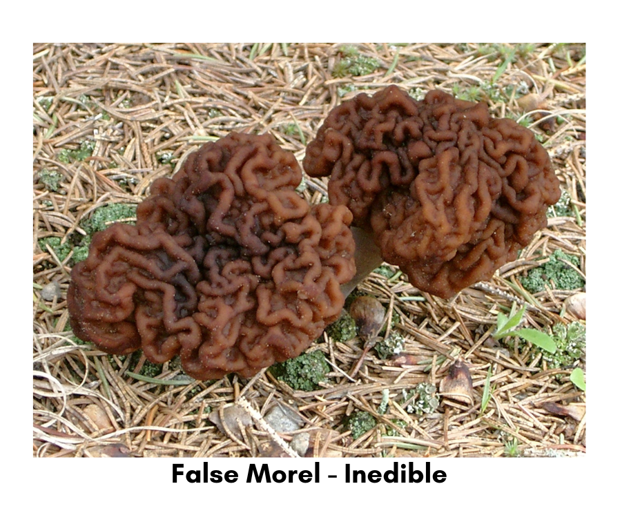 false morel mushroom