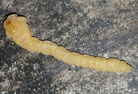 Flatheaded Borer Larvae