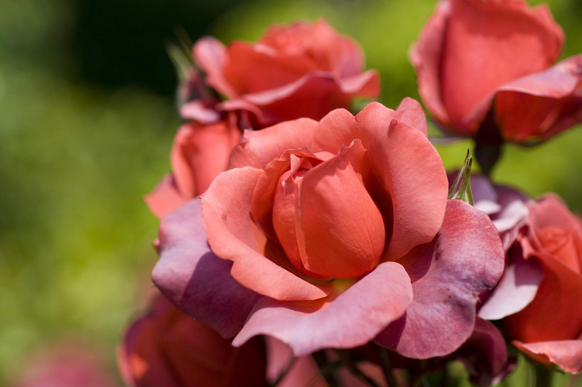 peach floribunda rose