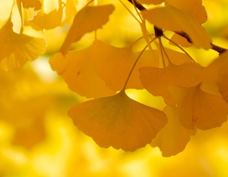 A bunch of yellow leaves hanging from a tree branch