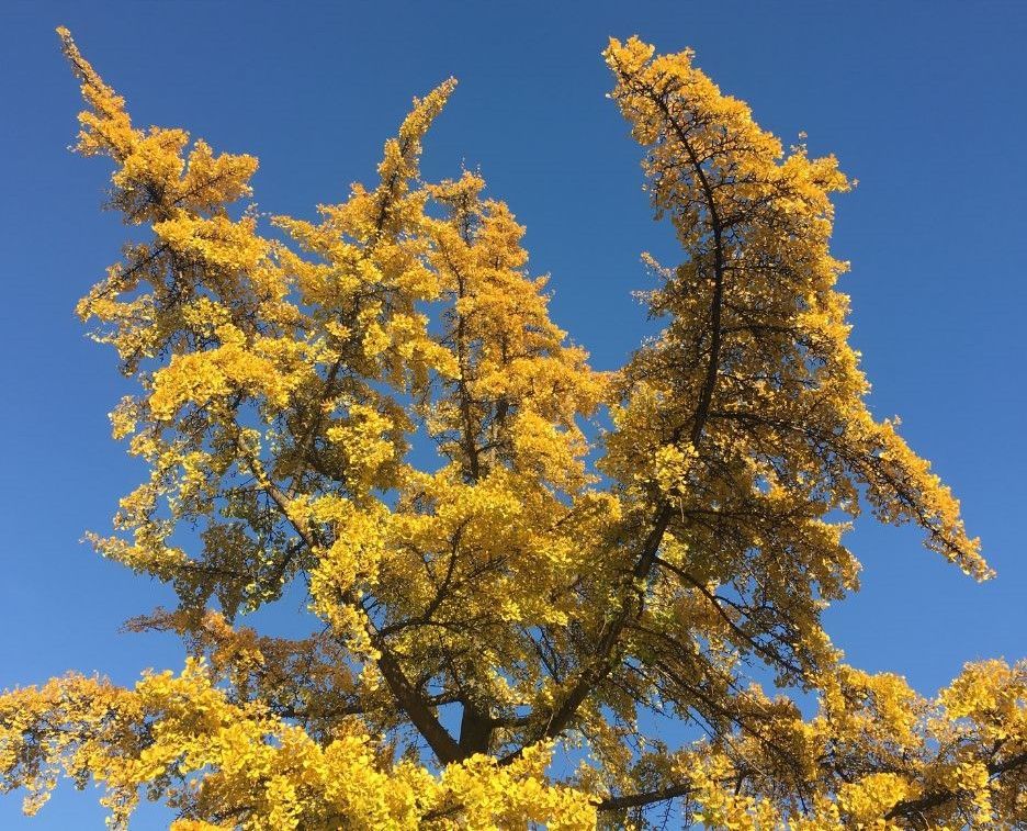 The Gingko Tree | 4 Seasons Arborscapes LLC