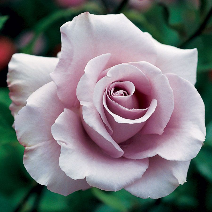 light pink grandiflora rose