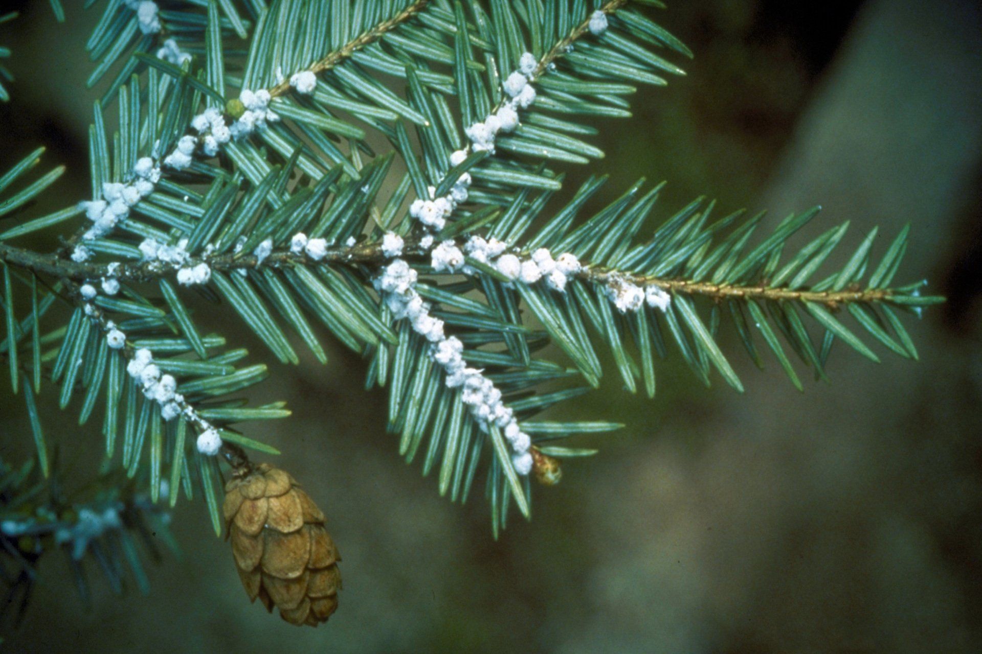 hemlock woolly adelgid