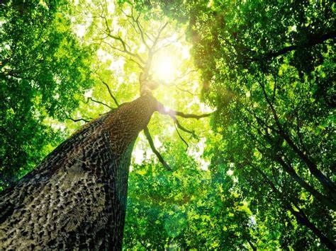 Looking up at a tree in a forest with the sun shining through the leaves.