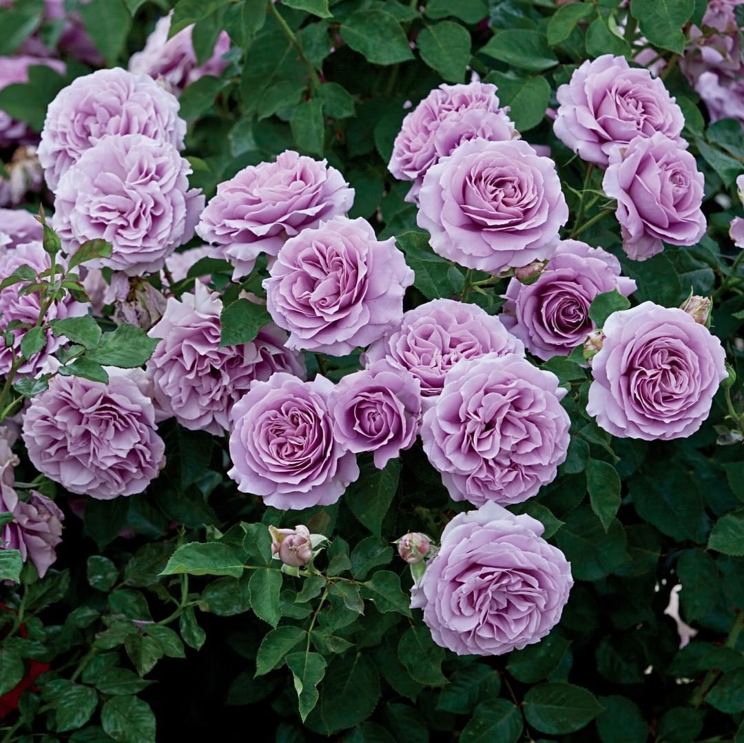lavendar heirloom rose