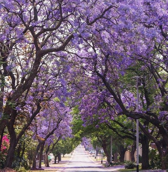 A row of trees with purple flowers on them