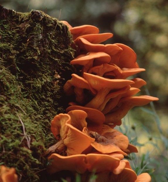 jack o lantern mushroom