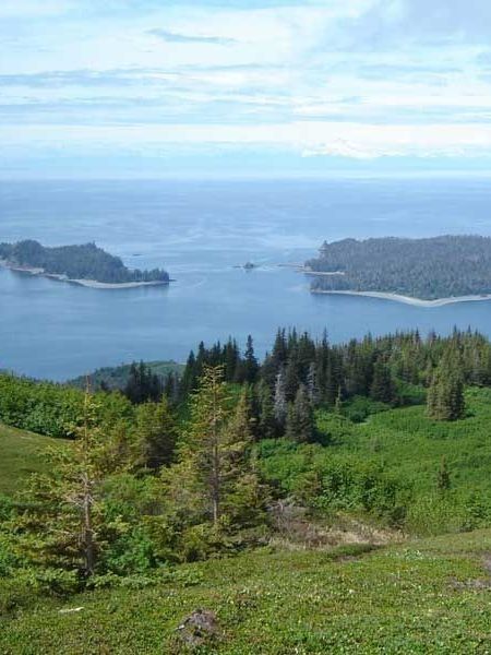 A view of a large body of water surrounded by trees