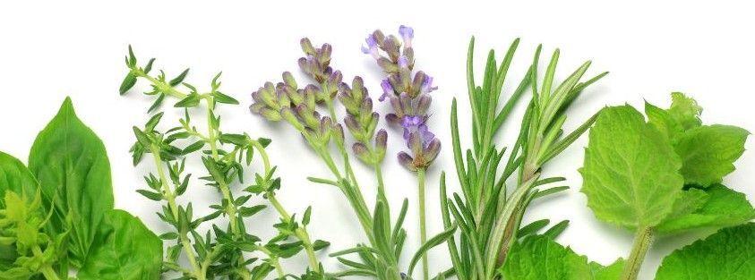 A bunch of herbs are growing on a white background