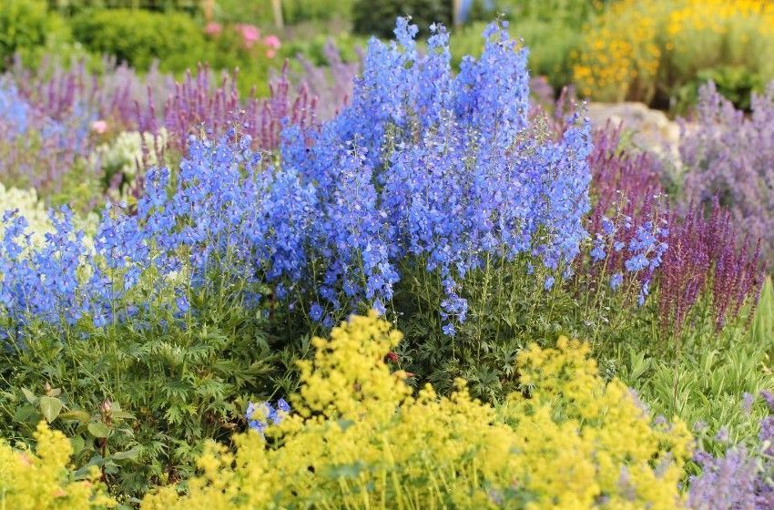 A bunch of flowers in the background.