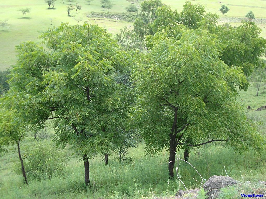 A row of trees sitting on top of a grassy hillside.