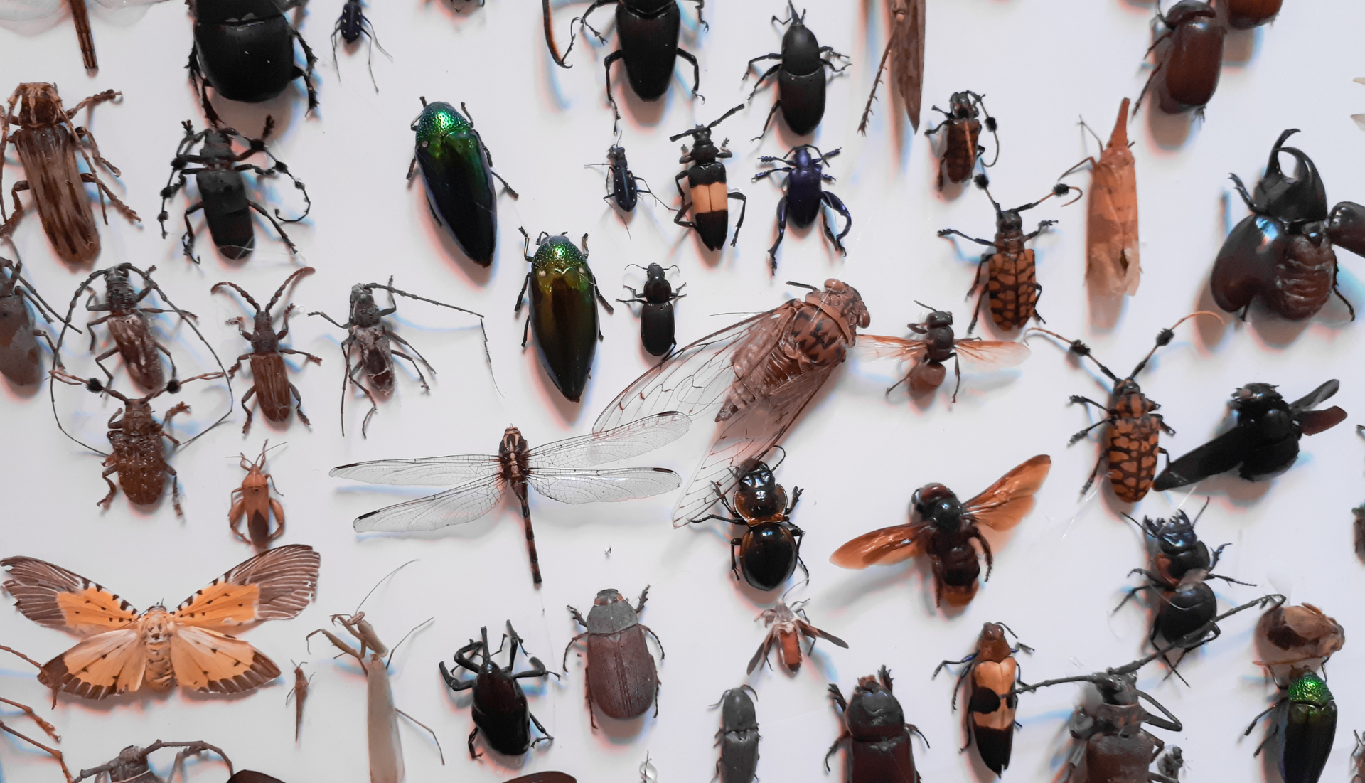 Pinned insect specimens on a white background, including beetles, moths, ants, and winged insects.