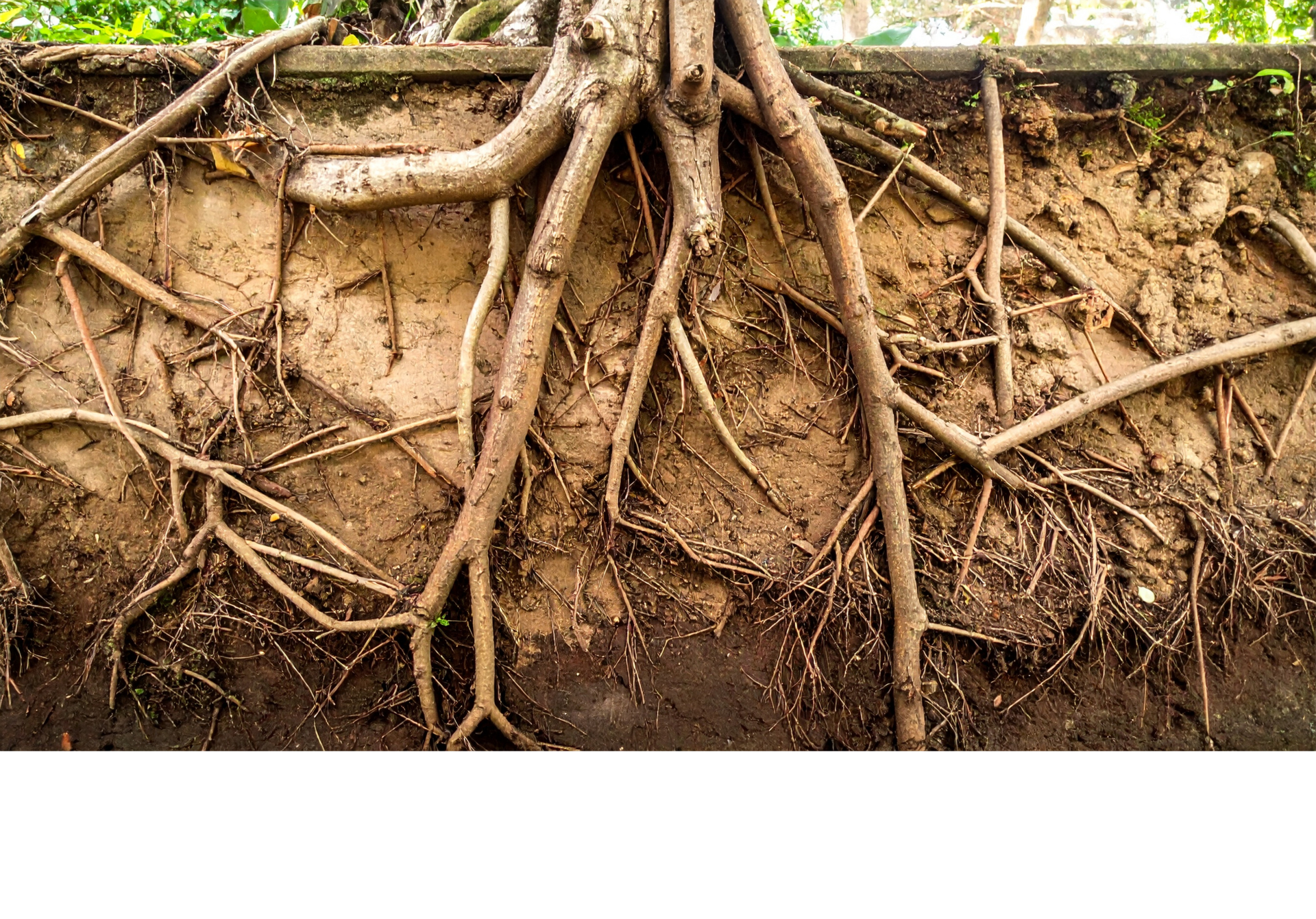 Exposed tree roots spread through brown soil in a close-up cross-section of the ground.