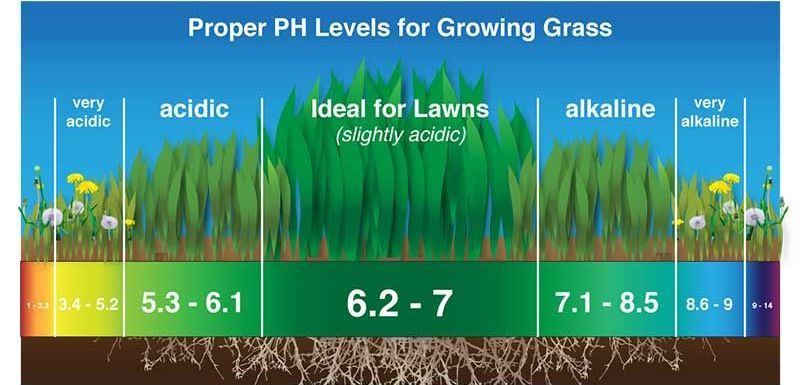 Proper pH levels for growing grass