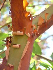 A close up of a tree trunk with peeling bark.