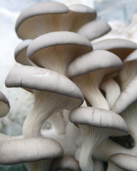 pearl oyster mushroom