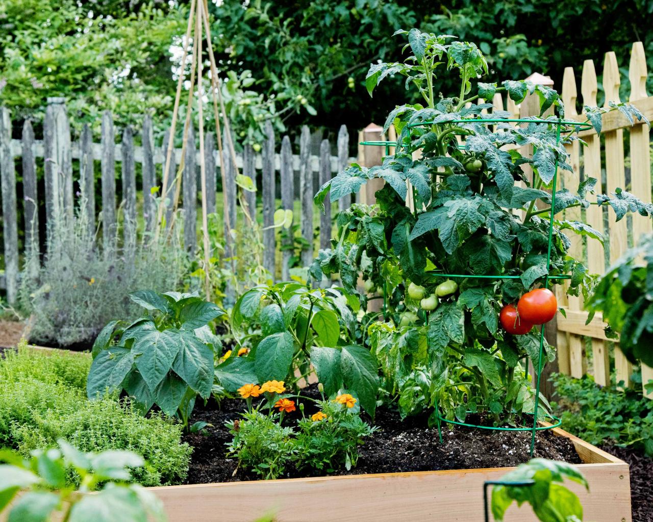 Tomatoes and peppers in raised bed