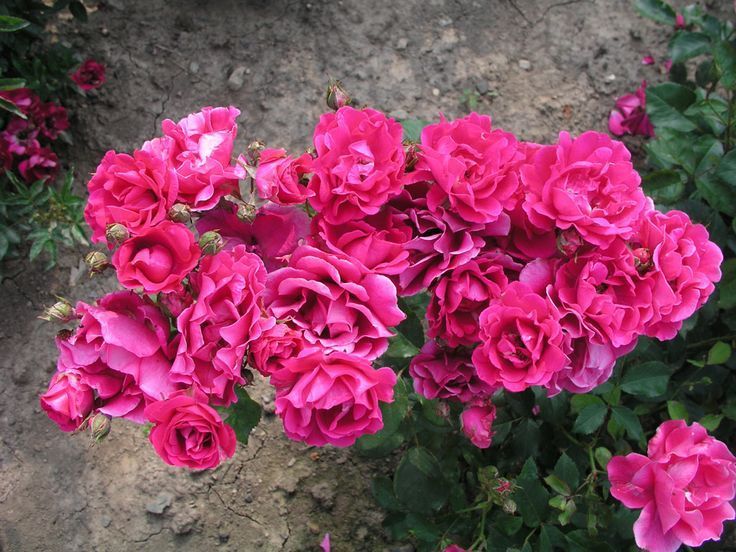 hot pink polyantha rose