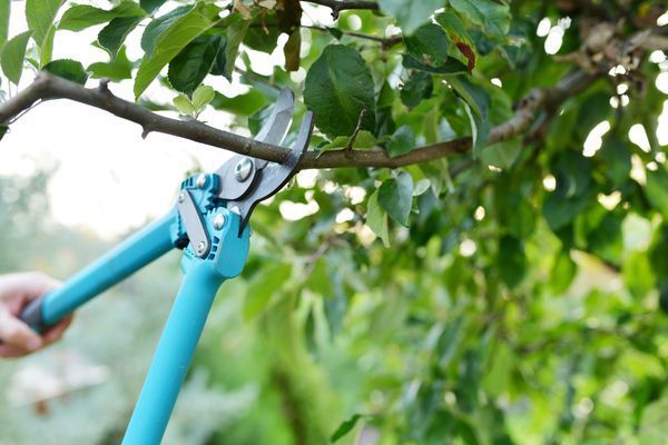 A person is cutting a tree branch with a pair of scissors.